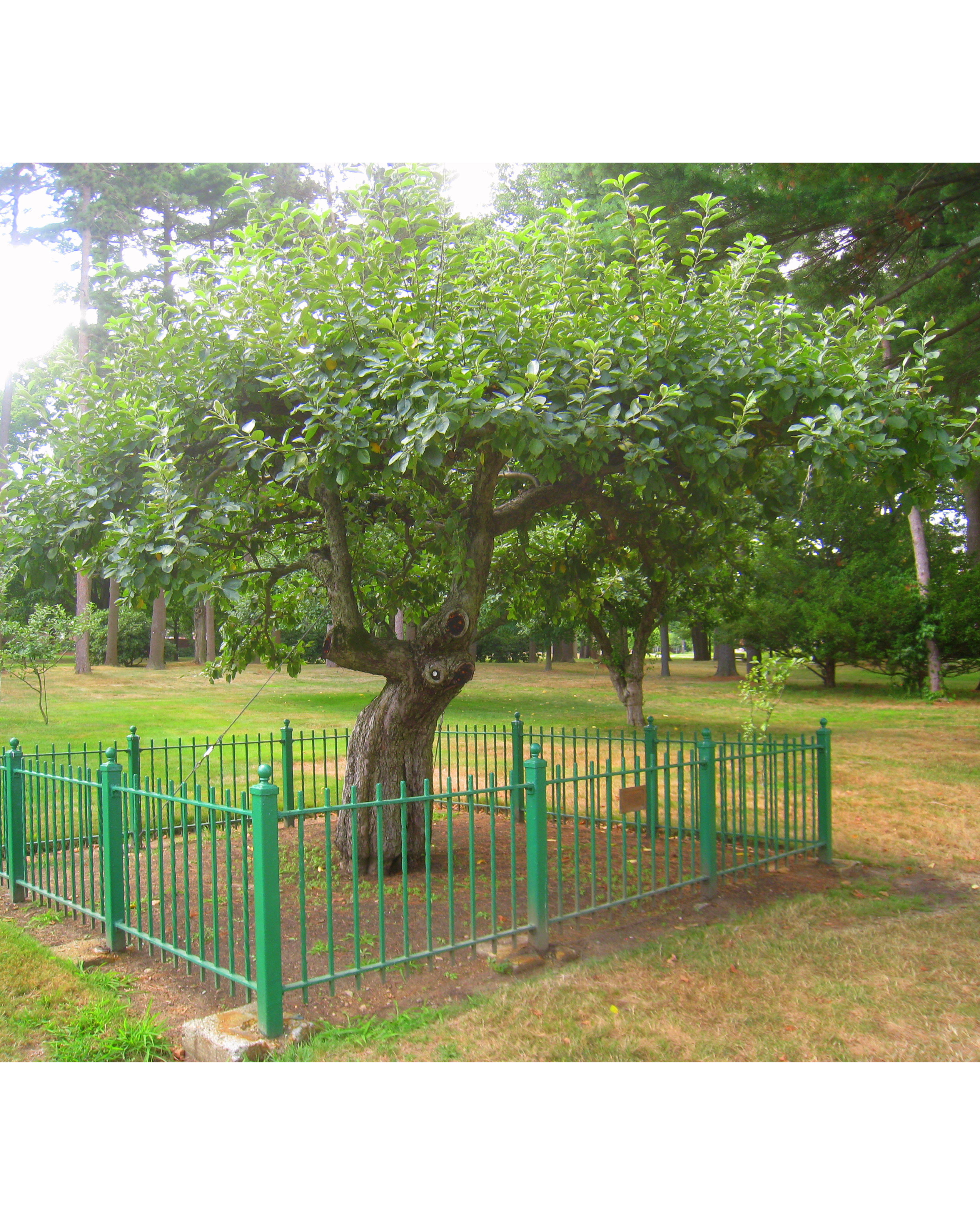 Newton Apple Trees