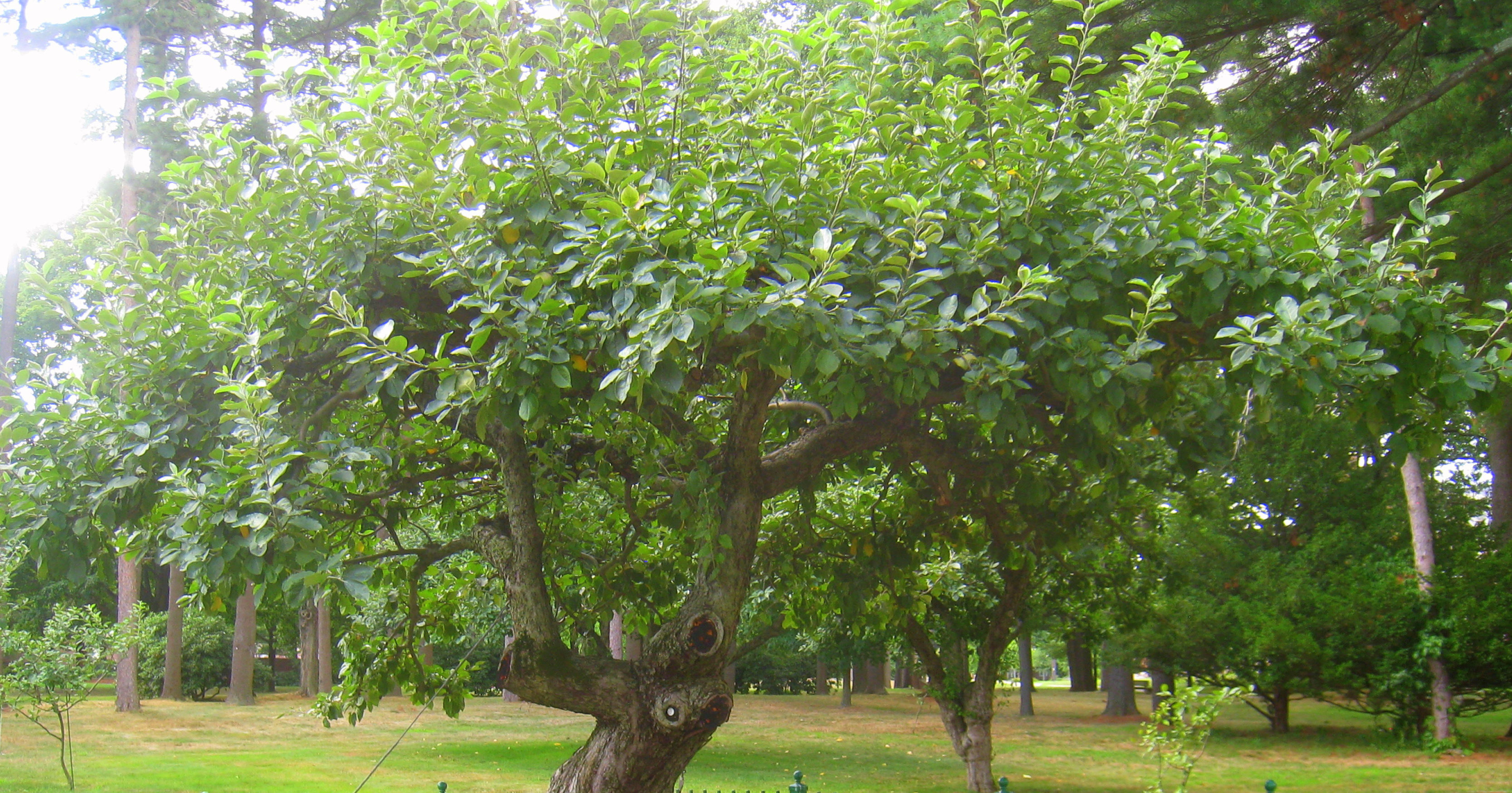 newton apple tree